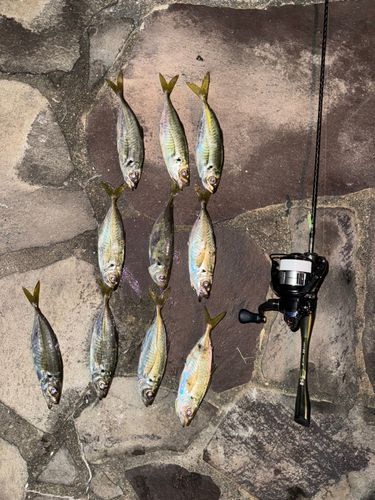 アジの釣果