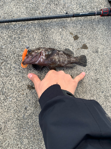 オウゴンムラソイの釣果