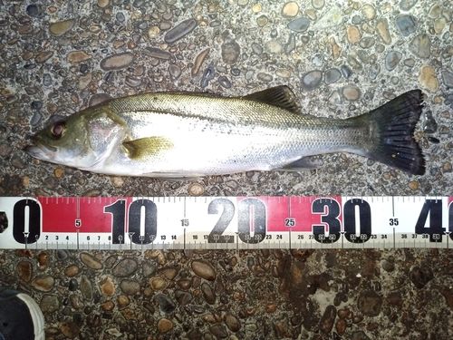 セイゴ（マルスズキ）の釣果