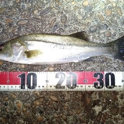 セイゴ（マルスズキ）