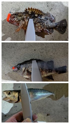 カサゴの釣果