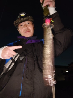 マナマズの釣果