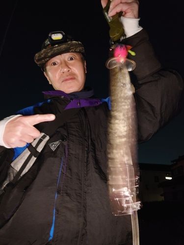 マナマズの釣果