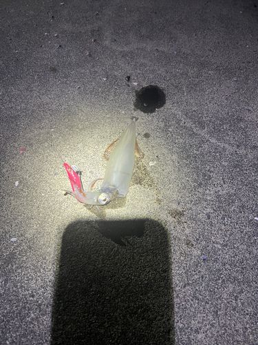 ヤリイカの釣果
