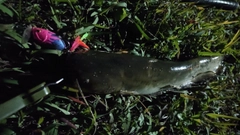 マナマズの釣果