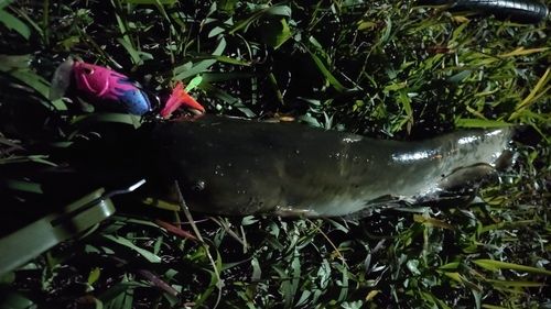 マナマズの釣果