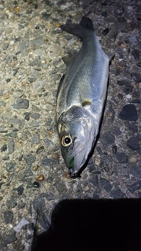 セイゴ（マルスズキ）の釣果