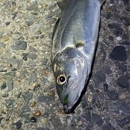 セイゴ（マルスズキ）