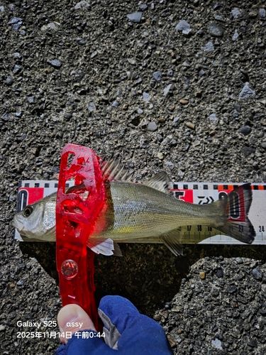 セイゴ（マルスズキ）の釣果