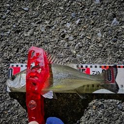 セイゴ（マルスズキ）