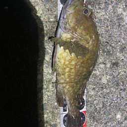 タケノコメバル