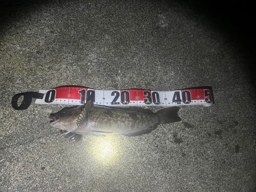 キラキラ公園（苫小牧西港）