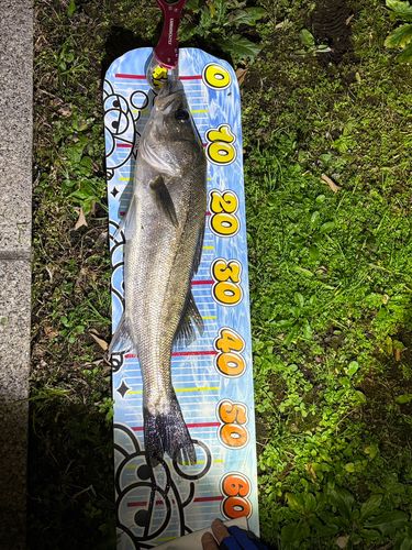 シーバスの釣果