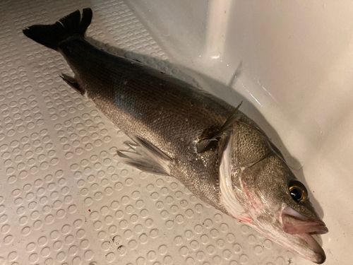 マルスズキの釣果