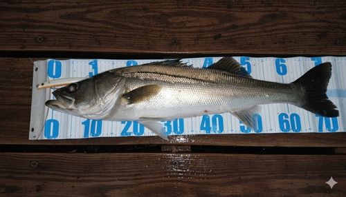 シーバスの釣果
