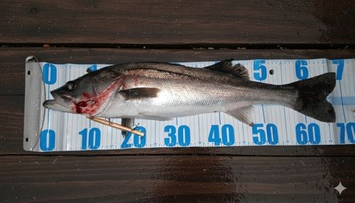 シーバスの釣果