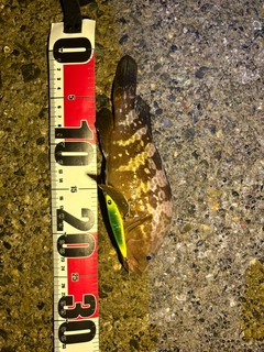 キジハタの釣果