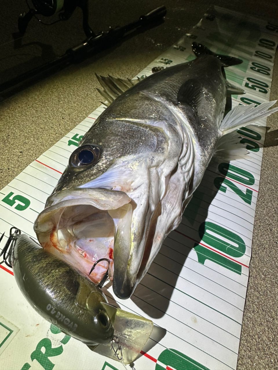 Foojin'Z TESTAMATTA 88MH アピア フージンZテスタマッタ アピア フージンZテスタマッタ88MH 5thGENERATION(Foojin'Z