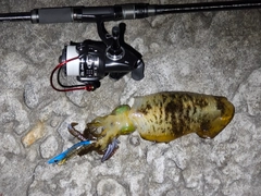 アオリイカの釣果