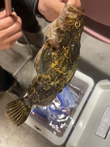 タケノコメバルの釣果