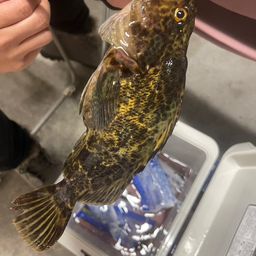 タケノコメバル