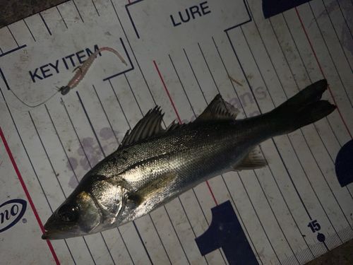 シーバスの釣果