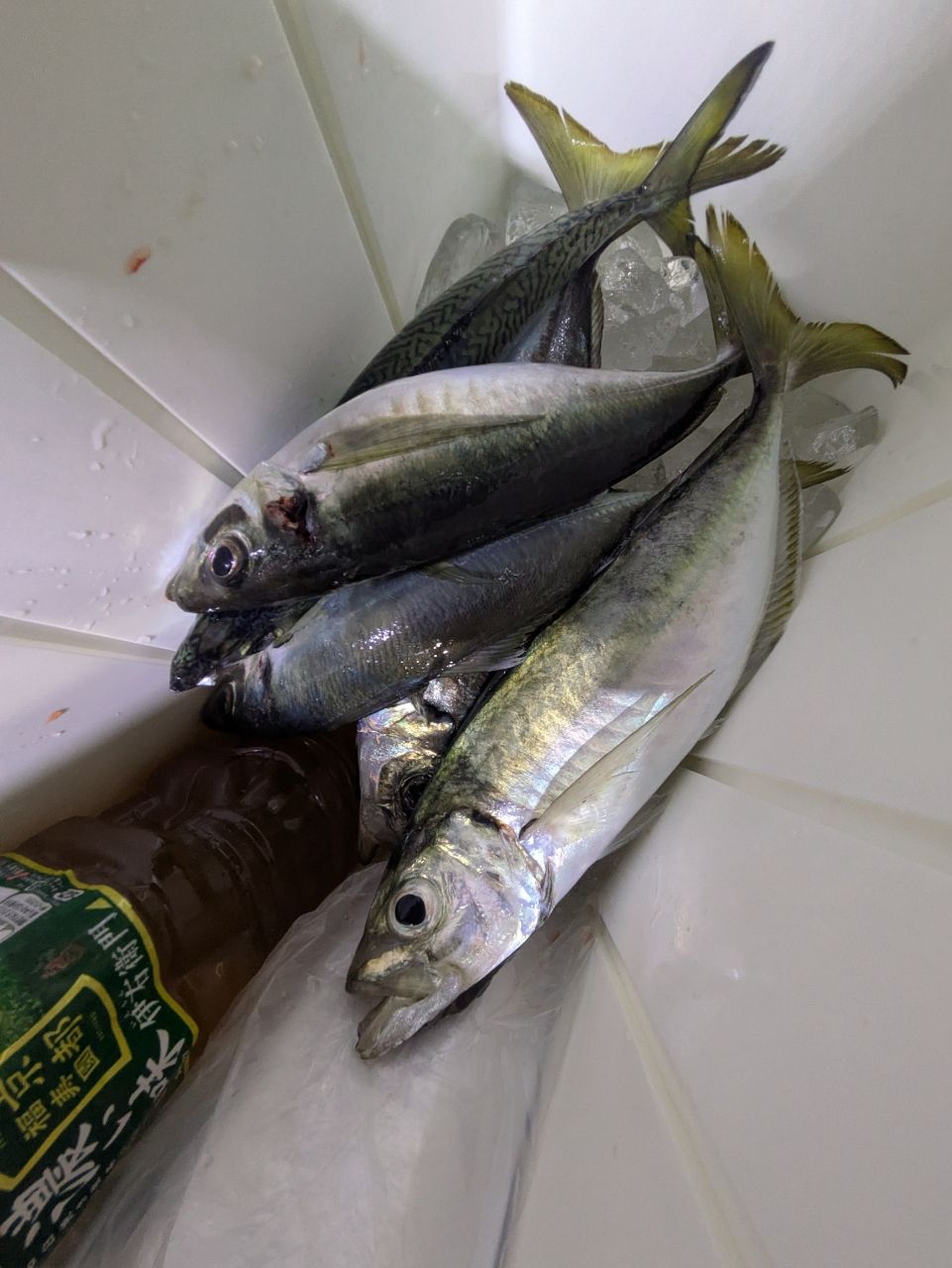 ぼ〜ちゃんFamily🎣さんの釣果 2枚目の画像