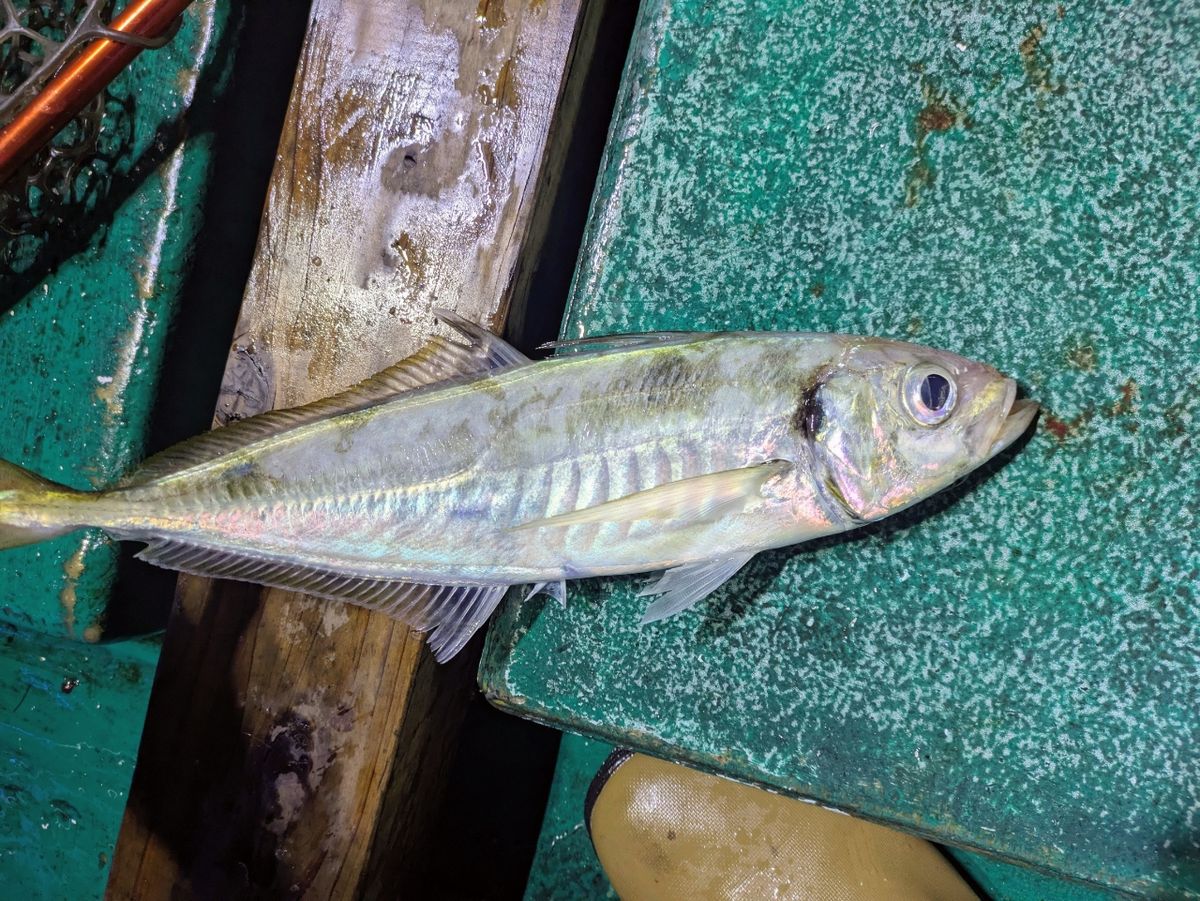 ぼ〜ちゃんFamily🎣さんの釣果 3枚目の画像