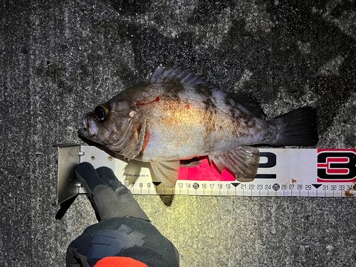 シロメバルの釣果