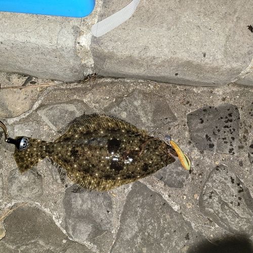 ヒラメの釣果