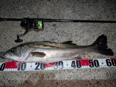 シーバスの釣果