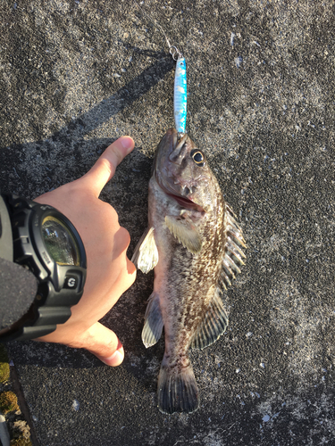 クロソイの釣果