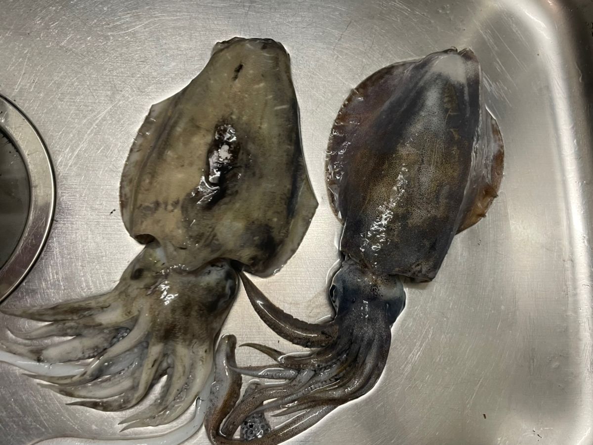 ぴにゃちゃんさんの釣果 2枚目の画像