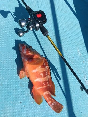 アカハタの釣果