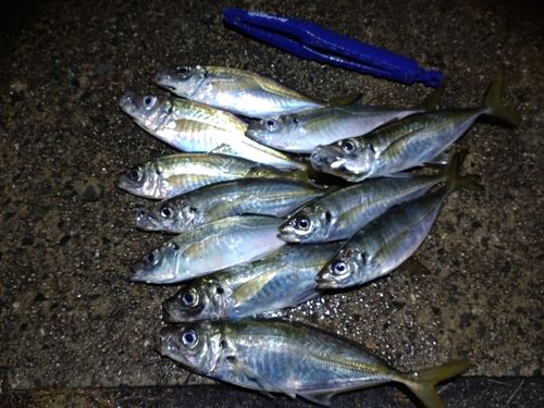アジの釣果