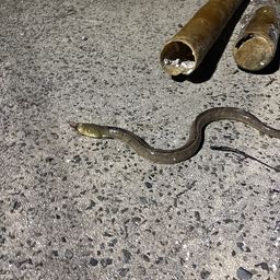 ホタテウミヘビ