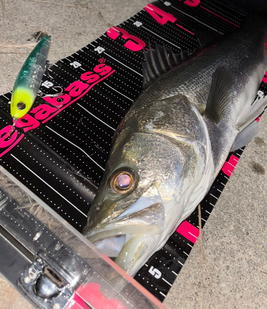 DAIWA 21ジリオン TW HD 1000XHLの最安値・インプレ・釣果 | 本音の