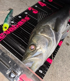 シーバスの釣果