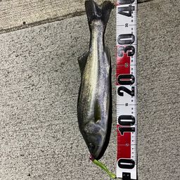 セイゴ（マルスズキ）