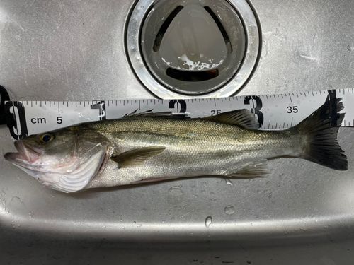 シーバスの釣果