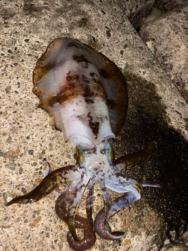 アオリイカの釣果