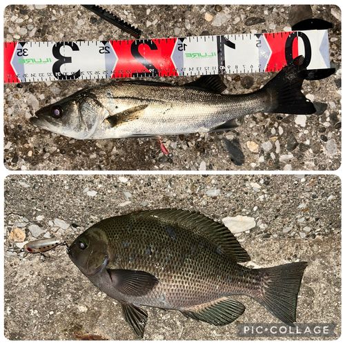 東京湾（アクアライン以北）