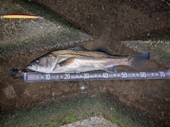 シーバスの釣果