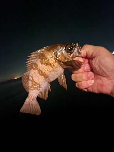 メバルの釣果