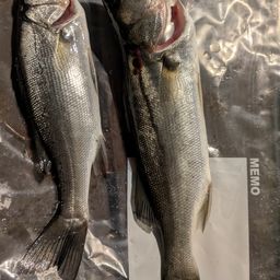 セイゴ（マルスズキ）