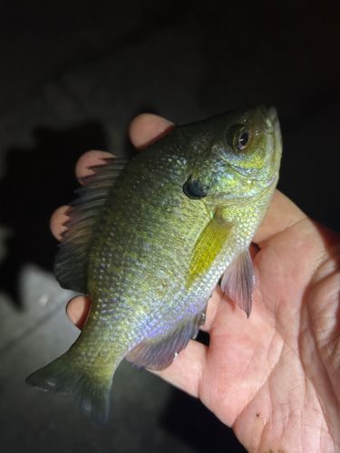 ブルーギルの釣果