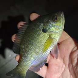 ブルーギル