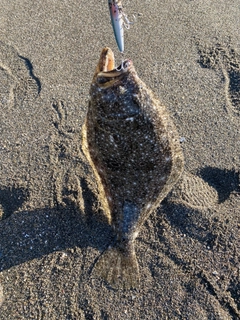 ヒラメの釣果