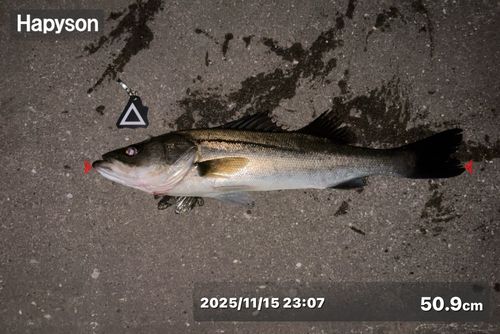 シーバスの釣果