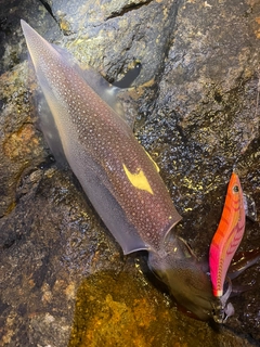 ヤリイカの釣果